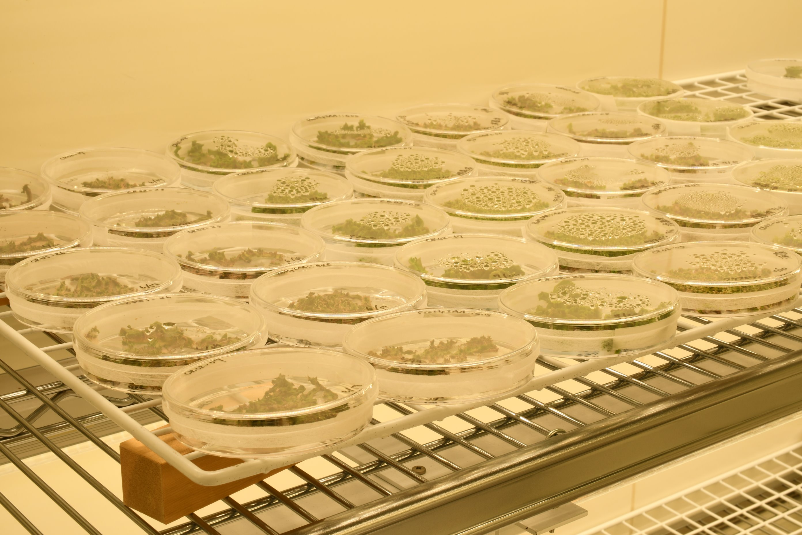 植物によるバイオものづくりプラットフォーム | 環境資源科学研究センター