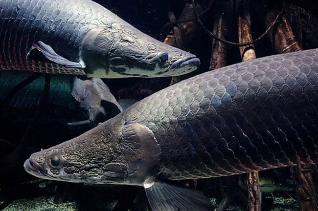 世界初？ 超大型淡水魚〝ピラルク〟が、ハイアーシューズとなって蘇る