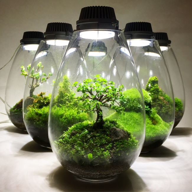 西武池袋本店】人気作家による苔テラリウムPOP UP STORE『feel green