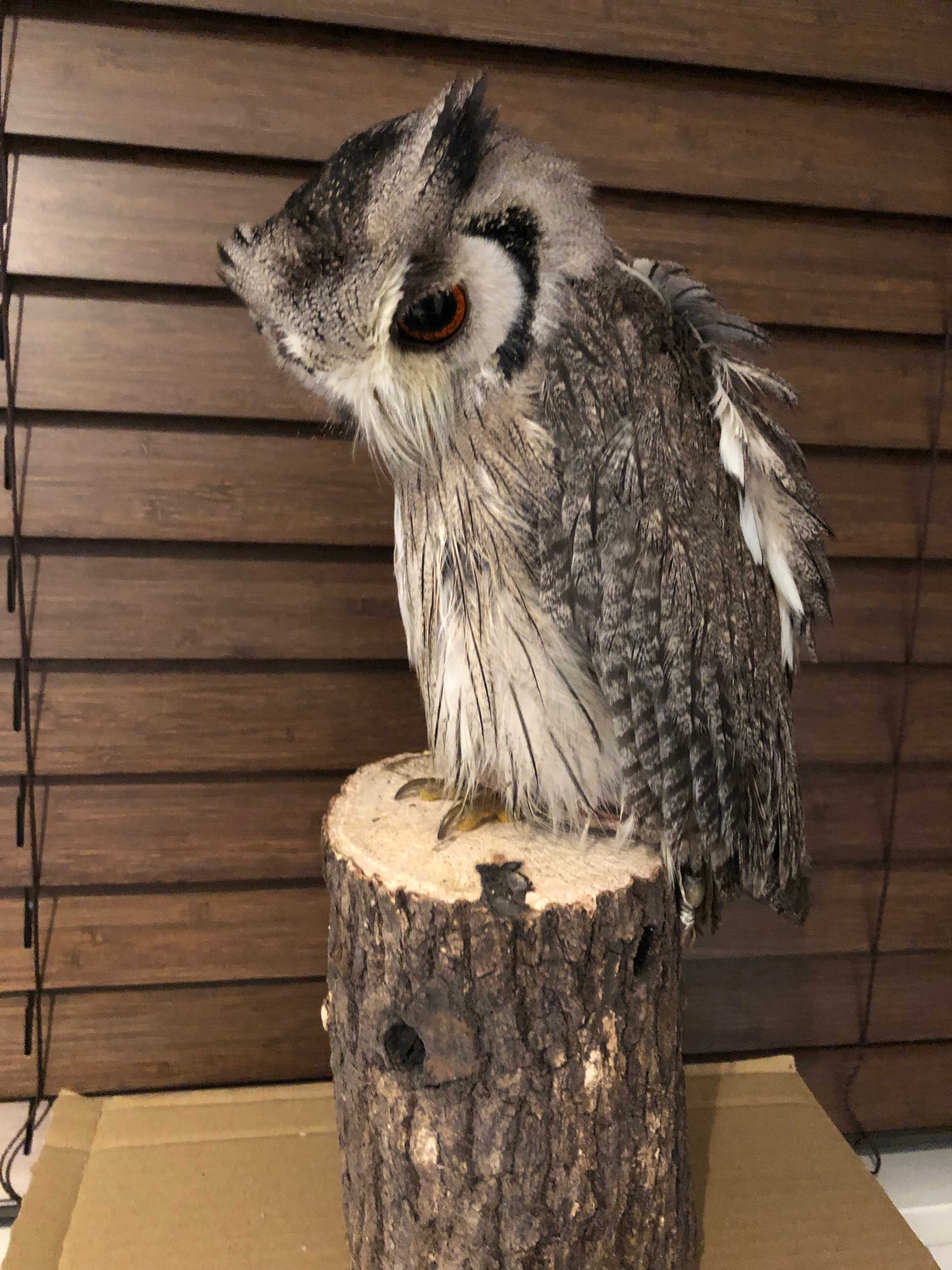 フクロウ 止まり木 ファルコンブロック 【公式通販】