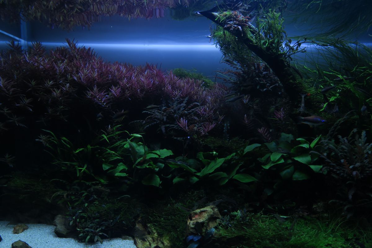 Chihiros Aquatic Studio | 有限会社 Raboc(ラボック)