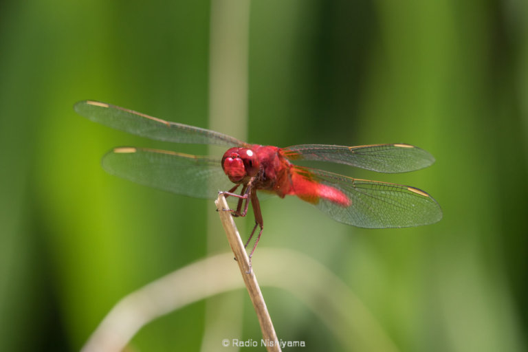 赤蜻蛉 香合 (松斉) クラフト・アリオカ】＜肥松＞木工盃 | 藤巻百貨店
