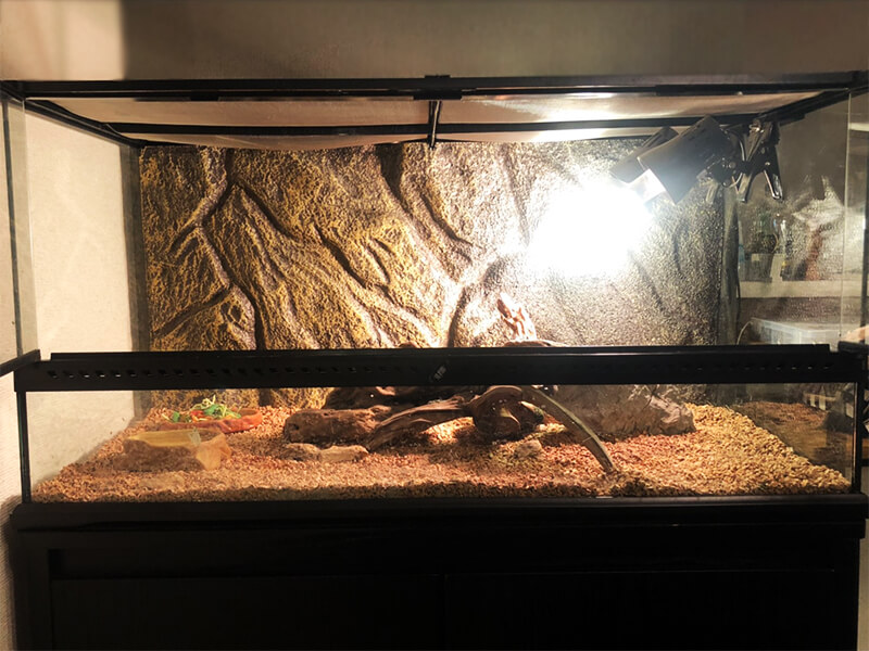 フトアゴ飼育セット