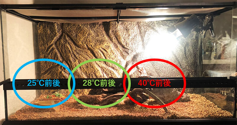 フトアゴ飼育セット