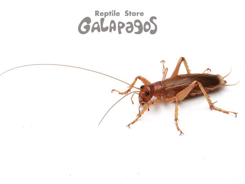 大人気種】リオック Sia ferox コロギス 昆虫標本デュビアタランチュラ