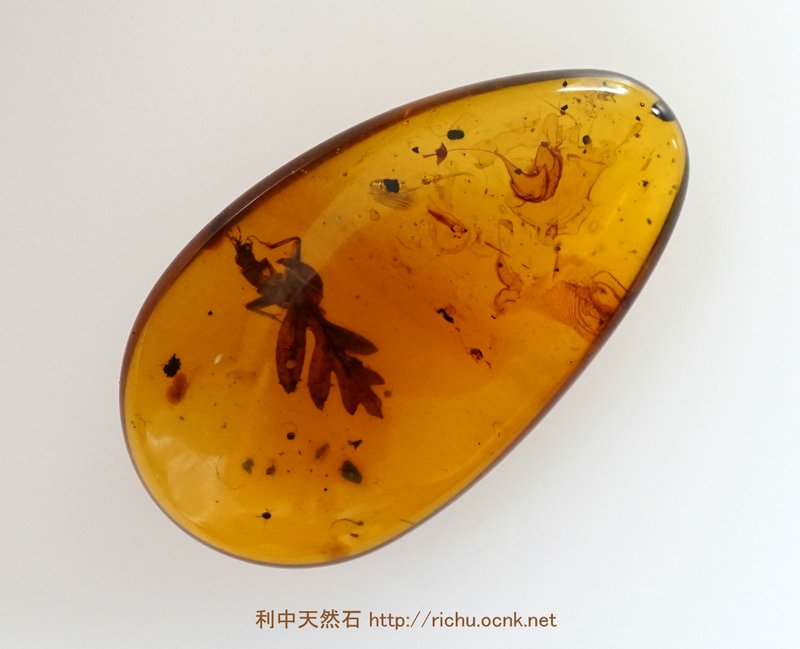 きのこの化石入りバーマイトミャンマー琥珀