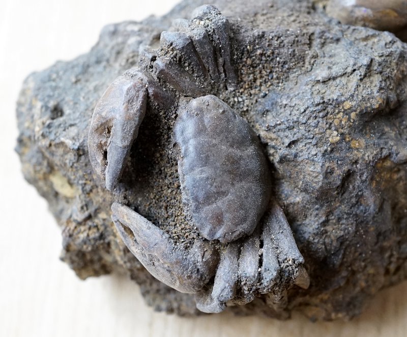 母岩付きカニ化石 新生代(鮮新世) インドネシア産 01 利中天然石