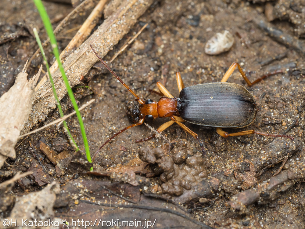 オオホソクビゴミムシ