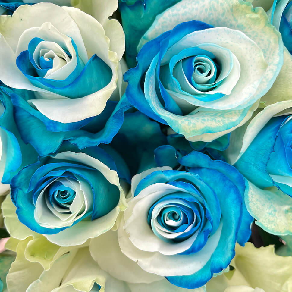 Azure Rose Bouquet: Blue & White Roses Delivery | Rosaholics