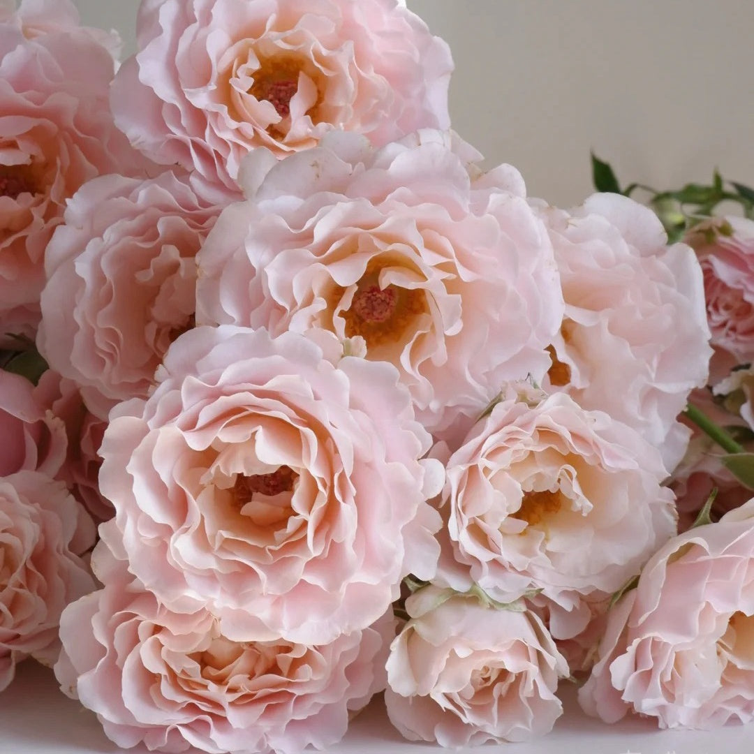 Wedding Rosever Rose Plant｜新婚爱人 – Rose_Explosion