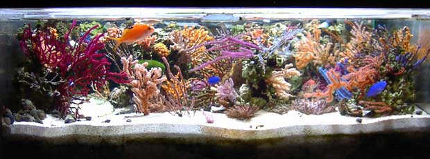 クラマタ マリンプラズマ HIDメタハラライト シエロ 【レヨンベール