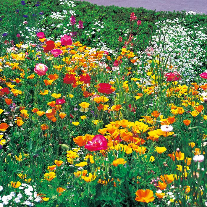 花 花音 花音♬ 花音♬ カード検索 ｜ Z/X - Zillions of enemy X - ゼクス