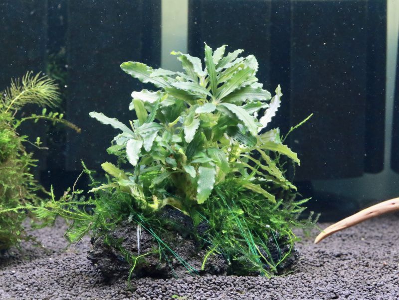 ブセファランドラ