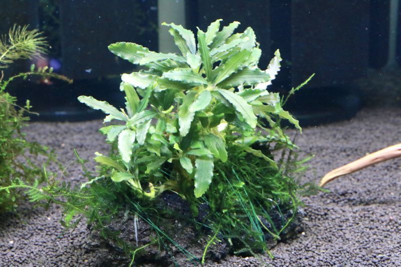 溶岩石活着！特大群生水中葉！ブセファランドラsp. 選べるオマケ付き