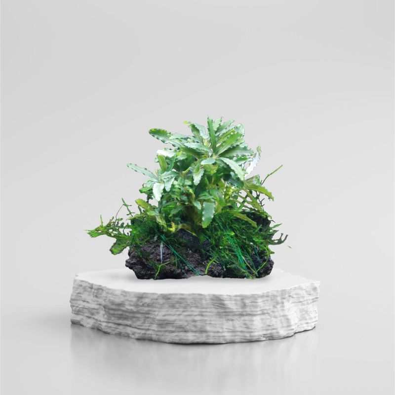 ブセファランドラ