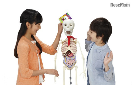 人体を学ぶ知育マガジン「おしえて！おしゃべりガイコツ」1/5創刊