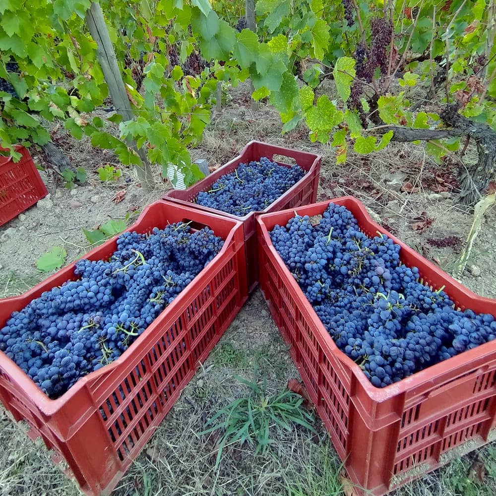 ボジョレーヌーヴォー2025 赤 フランス(ボジョレー) オーガニック