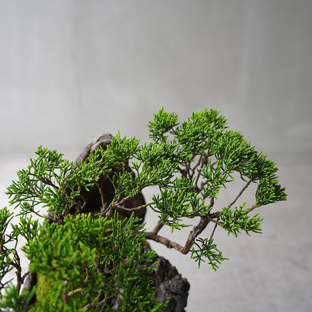 ○23-SJ3 鞍馬鉢 月小 真柏 石付き – 雨晴/AMAHARE