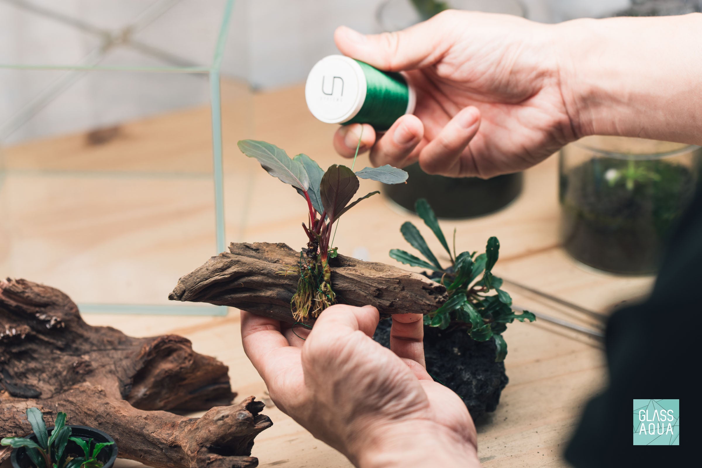 Bucephalandra Dark Skeleton King - Buce Kishii | Glass Aqua