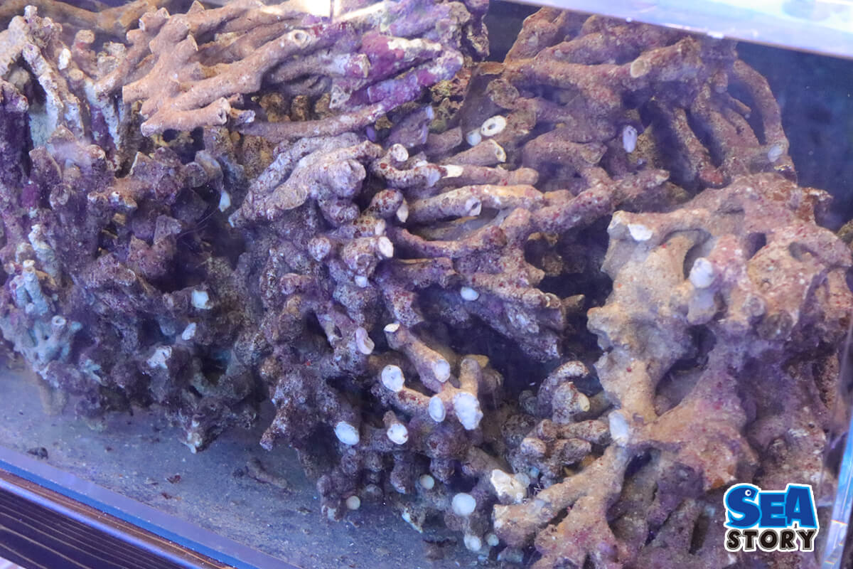 ライブロック通販 - 海水魚・珊瑚通販 SEA STORY（シーストーリー）