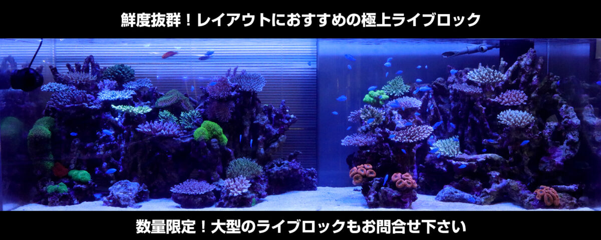 ライブロック通販 - 海水魚・珊瑚通販 SEA STORY（シーストーリー）