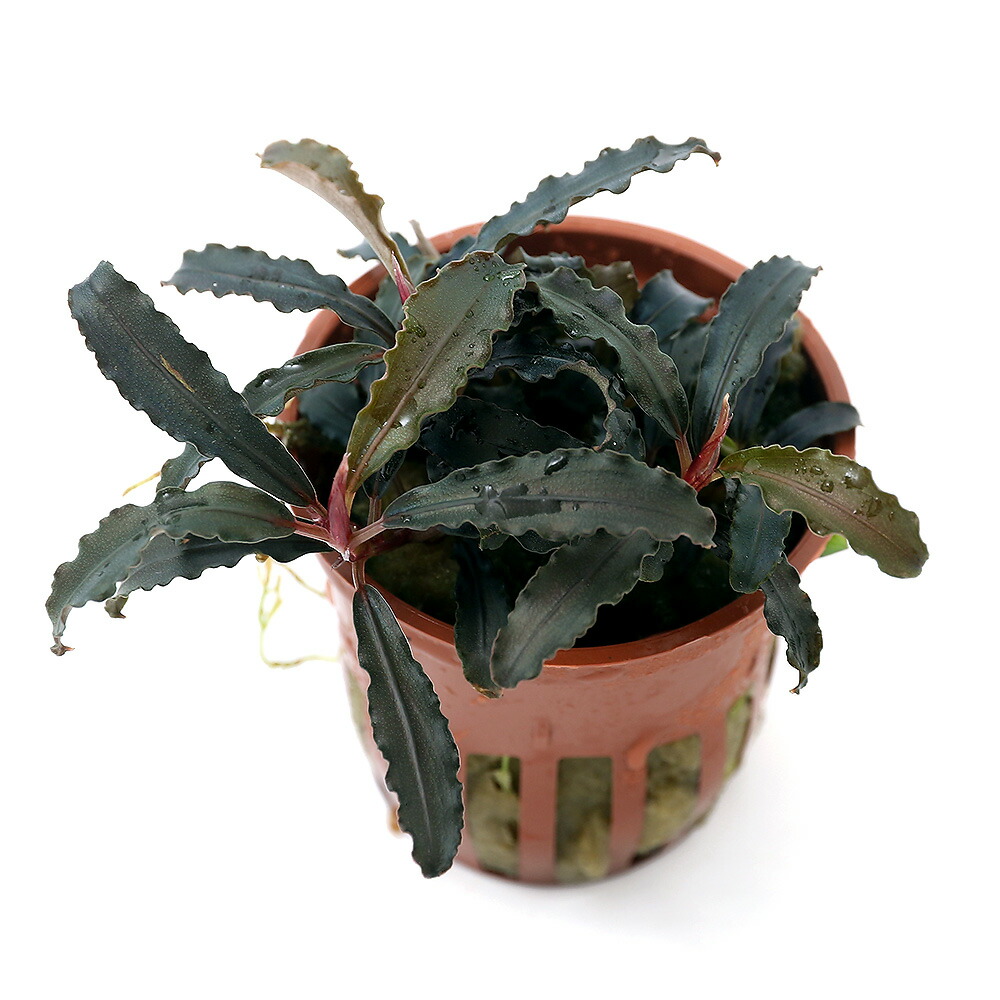 楽天市場】（水草）ブセファランドラsp．クアラクアヤン1（無農薬