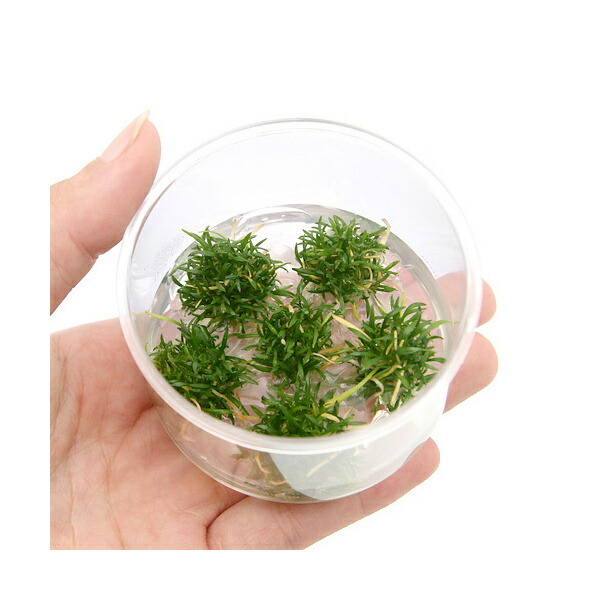 楽天市場】（水草）ホシクサsp．クチ（水中葉）（無農薬）（1株