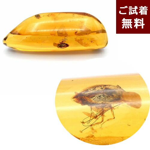 楽天市場】琥珀 虫入り琥珀 こはく 樹脂の化石 ドミニカ共和国 古第三