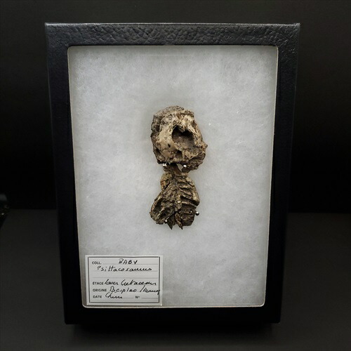 楽天市場】【送料無料】【タペヤラ/化石/恐竜/翼竜】博物館級 タペヤラ