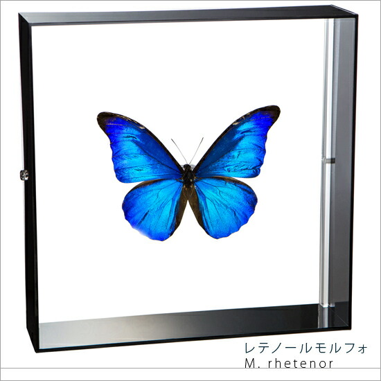 楽天市場】昆虫標本 蝶の標本 メネラウスモルフォ アクリルフレーム