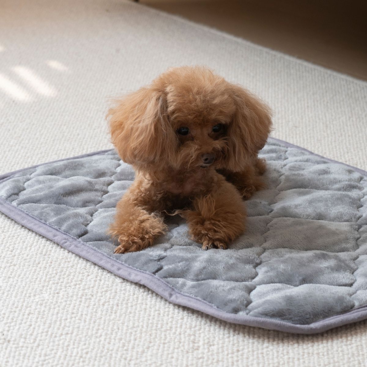 Mサイズ ペットマット 50×35cm 洗濯可 蓄熱 発熱 暖か ペットパッド