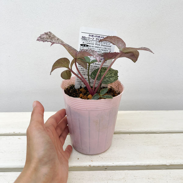 松村ナーセリーさんのクリスマスローズ（原種系） ステルニー ピンク