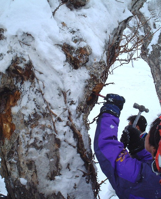 業務用 カバノアナタケ茶塊(原体)2.1kg(700g×3袋セット)北海道産