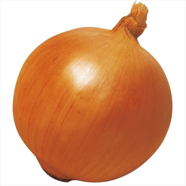 種 野菜たね タマネギ （中晩生）F1つり玉パーフェクト 1袋（4ml