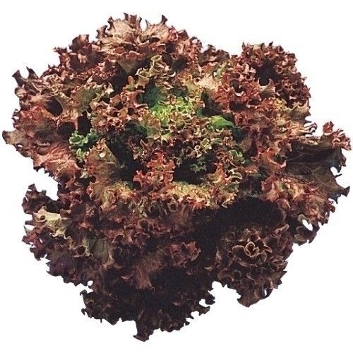 種 野菜たね レタス サニーレタス 1袋（1.2ml） 野菜の種 国華園 : 花