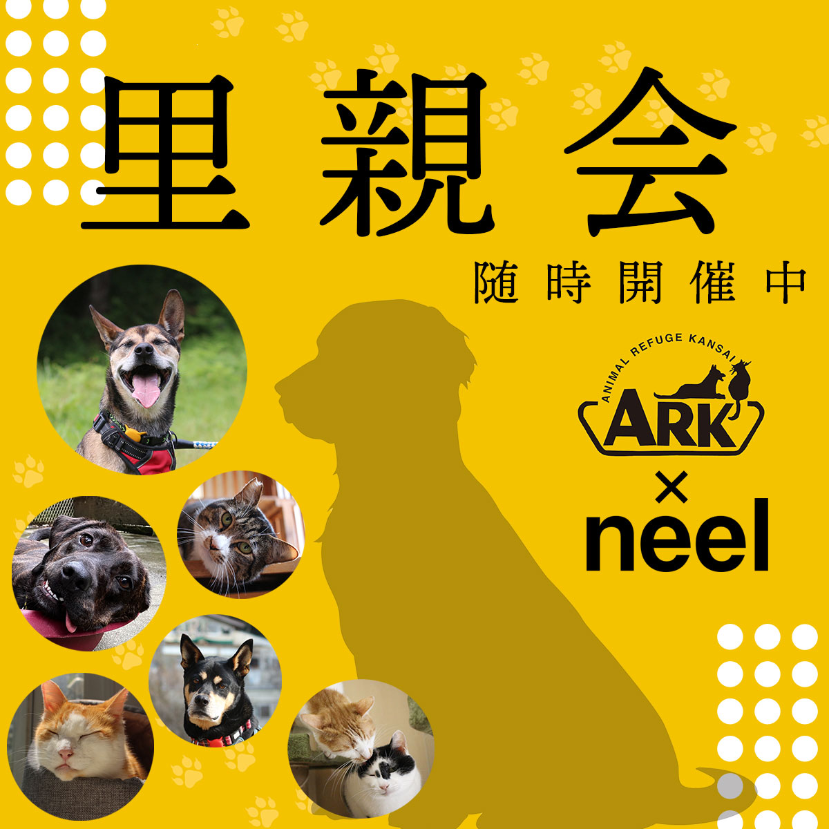 ニュートロ ナチュラルチョイス ドッグフード 中型〜大型犬 エイジング