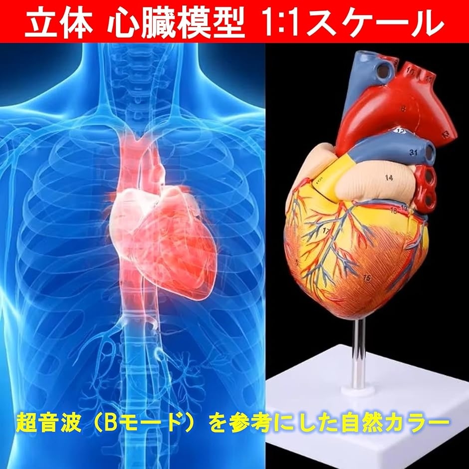 心臓模型 1:1 実物大 心臓標本 立体 解剖モデル 人体模型 構造 医学