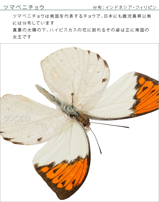 昆虫標本 蝶の標本 ツマベニチョウ アクリルフレーム 白 : ソプラノ