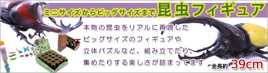昆虫標本 テナガコガネ 桐箱 : ソプラノYahoo!店 - 通販 - Yahoo