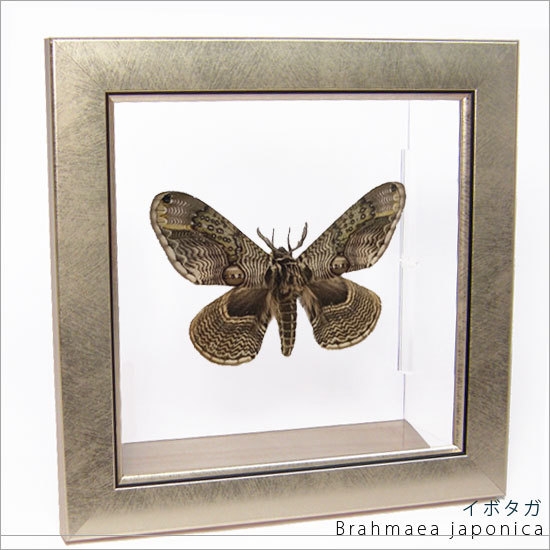 蝶の標本 約100匹 木製フレーム入り 楽天市場】昆虫標本 蝶の標本