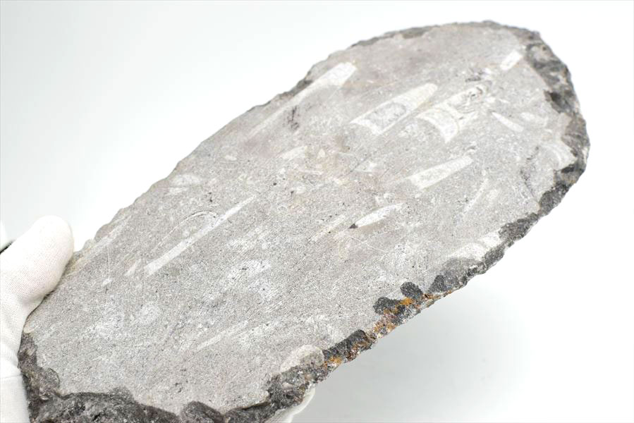 オルソセラス 直角貝 化石 プレート（約1500g）スタンド付き モロッコ