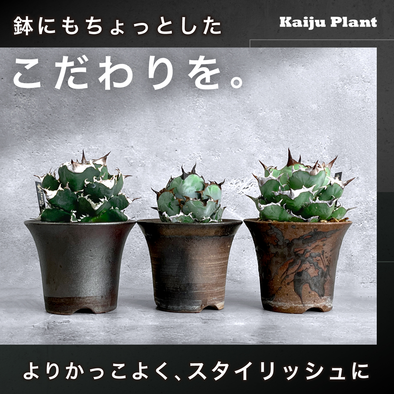 Kaiju Plant 萬古焼 3.5号 陶器鉢 ラッパ アガベ 多肉 塊根 用 黒 3鉢