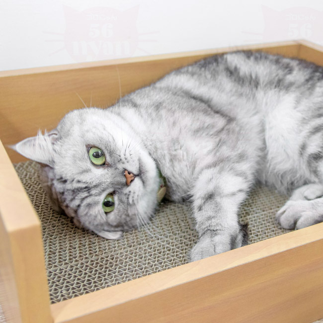 Anikitty キャットベッド 爪とぎ 猫用 (56546) 特箱 : 56nyan 猫用品