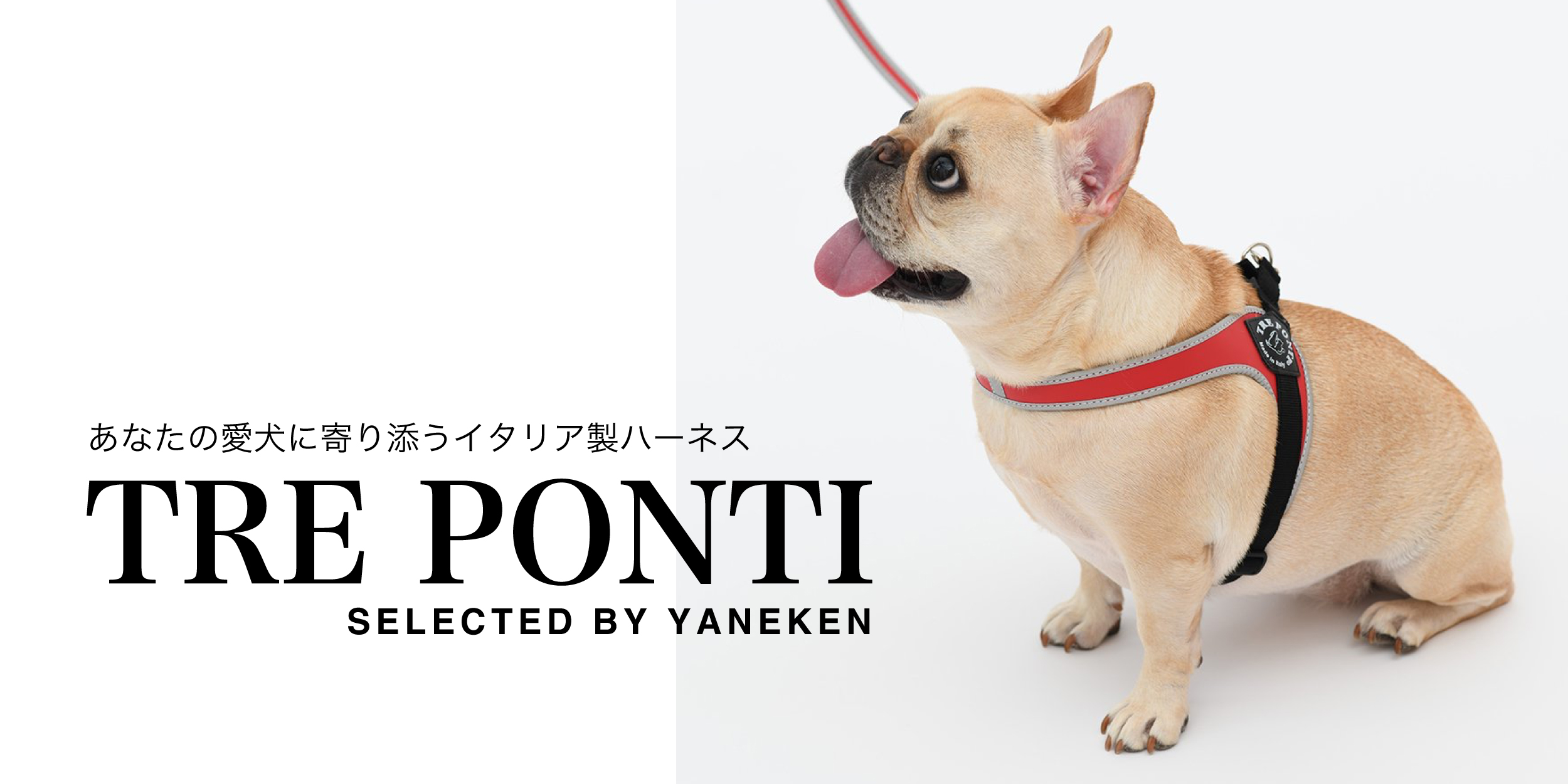 SALE70%OFF Sparkling DOG（スパークリングドッグ）QUEEN BEAR DRESS