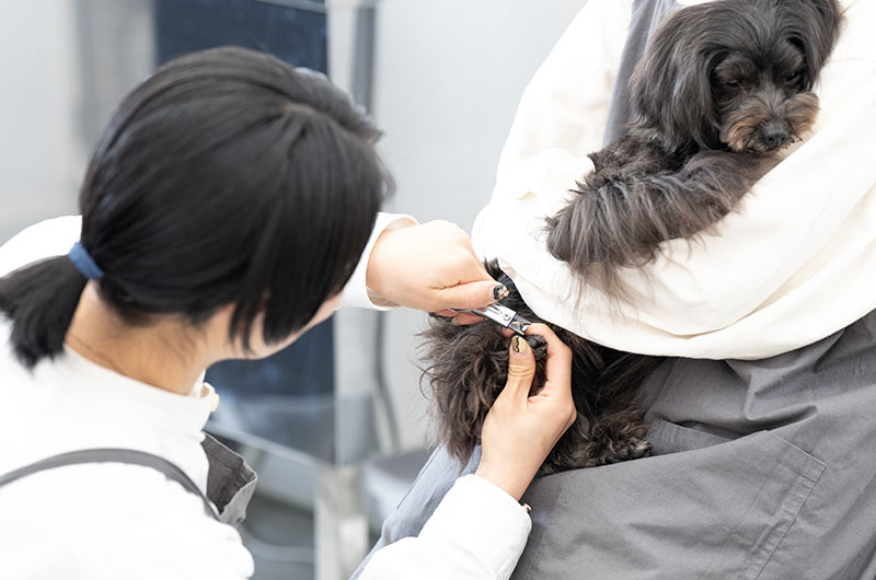 メニュー | ドッグサロンsora to kaze(そらとかぜ)