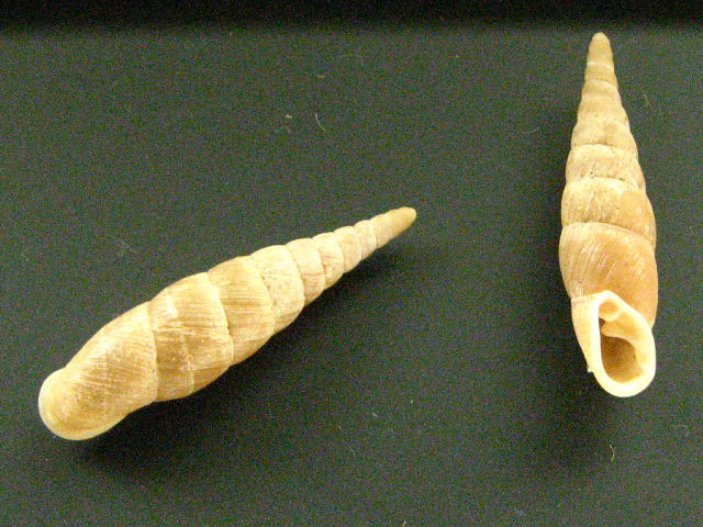 身近な貝殻図鑑：ナミギセル