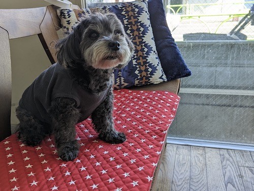 愛犬用カフェマットの作り方。ドッグカフェの必需品です！ ｜手づくり