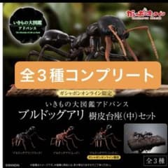 いきもの大図鑑アドバンス ブルドックアリ ガチャ ガチャガチャ