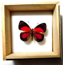 外国産蝶標本‼️翔ぶジャングルのちっちゃな宝石 幻光ベニモンウズマキ