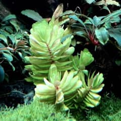 稀少】ロタラ トゥルナデンシス 1本 水草 - メルカリ